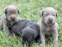 Willow, a female Labrador Retriever for sale in Georgetown, SC – 2 of 3