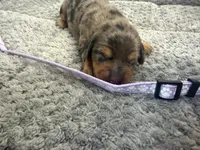 Camilla, a female Miniature Dachshund for sale in Georgetown, SC – 2 of 8