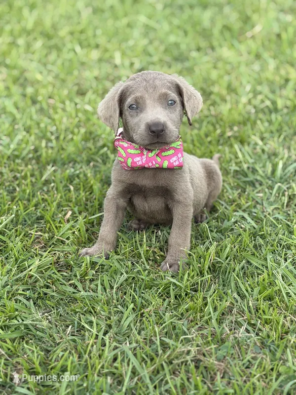 Ralphie – Labrador Retriever puppy for sale in Georgetown, SC