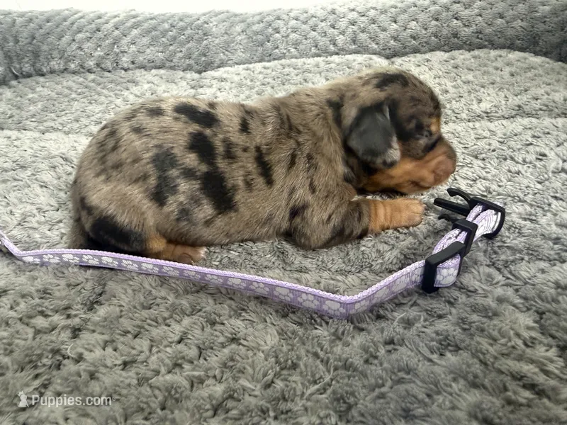 Camilla – Miniature Dachshund puppy for sale in Georgetown, SC