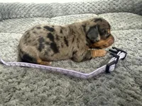 Camilla, a female Miniature Dachshund for sale in Georgetown, SC – 1 of 8