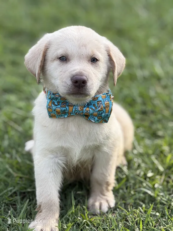 Rivers – Labrador Retriever puppy for sale in Georgetown, SC