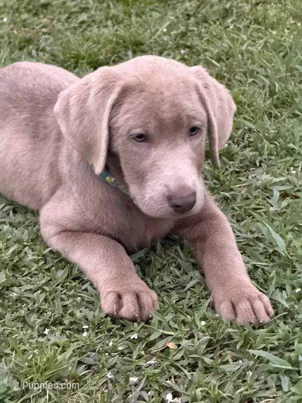 Waylon – Labrador Retriever puppy for sale in Georgetown, SC