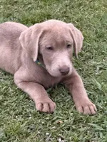 Waylon, a male Labrador Retriever for sale in Georgetown, SC – 1 of 6