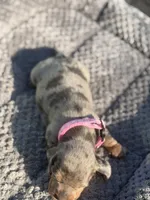 Daisy, a female Miniature Dachshund for sale in Georgetown, SC – 4 of 10