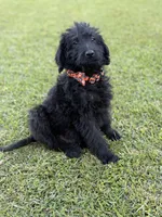 Theo, a male Labradoodle for sale in Georgetown, SC – 5 of 5