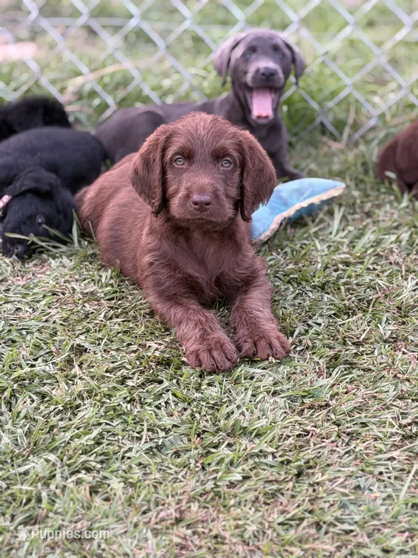 Harvey – Labradoodle puppy for sale in Georgetown, SC