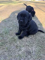Nova, a male Labrador Retriever for sale in Georgetown, SC – Photo 2 of 6