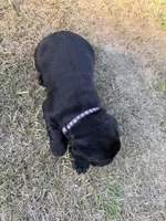 Nova, a male Labrador Retriever for sale in Georgetown, SC – Photo 6 of 6