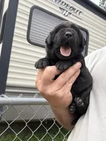 Nova, a male Labrador Retriever for sale in Georgetown, SC – Photo 3 of 6
