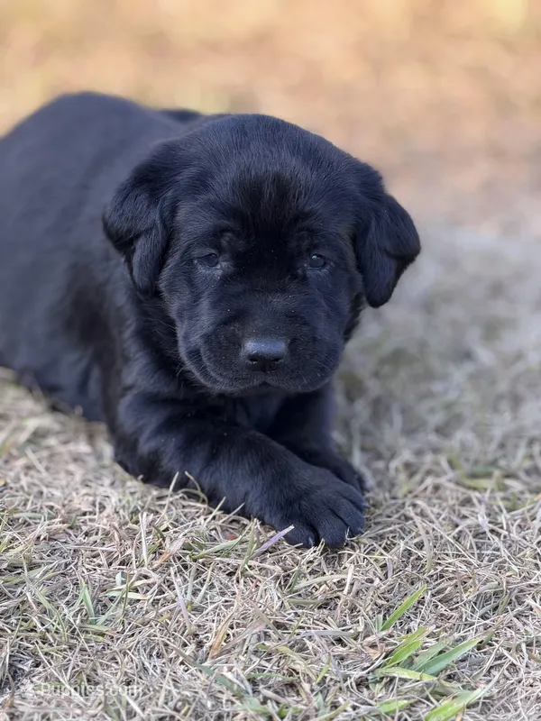 Nova – Labrador Retriever puppy for sale in Georgetown, SC