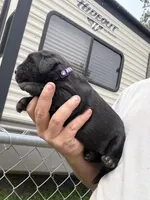 Nova, a male Labrador Retriever for sale in Georgetown, SC – Photo 4 of 6