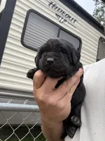 Nova, a male Labrador Retriever for sale in Georgetown, SC – Photo 5 of 6