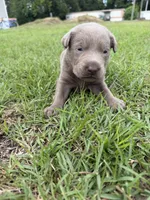 Raphlie, a male Labrador Retriever for sale in Georgetown, SC – 3 of 5