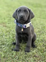 Bella, a female Labrador Retriever for sale in Georgetown, SC – 2 of 5