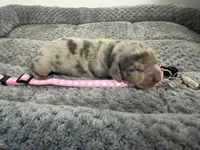 Daisy, a female Miniature Dachshund for sale in Georgetown, SC – 4 of 8