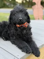 Theo, a male Labradoodle for sale in Georgetown, SC – 1 of 5