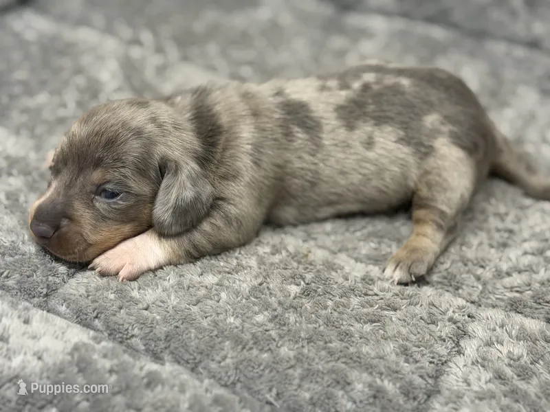 Teagan – Miniature Dachshund puppy for sale in Georgetown, SC