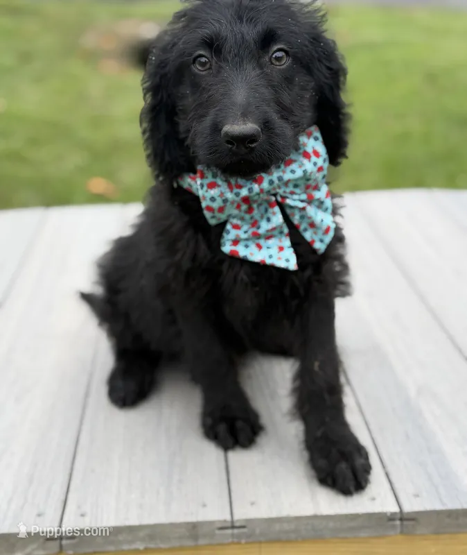 Leo – Labradoodle puppy for sale in Georgetown, SC