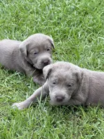 Waylon, a male Labrador Retriever for sale in Georgetown, SC – 8 of 10