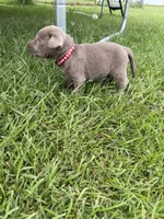 Raphlie, a male Labrador Retriever for sale in Georgetown, SC – 4 of 5