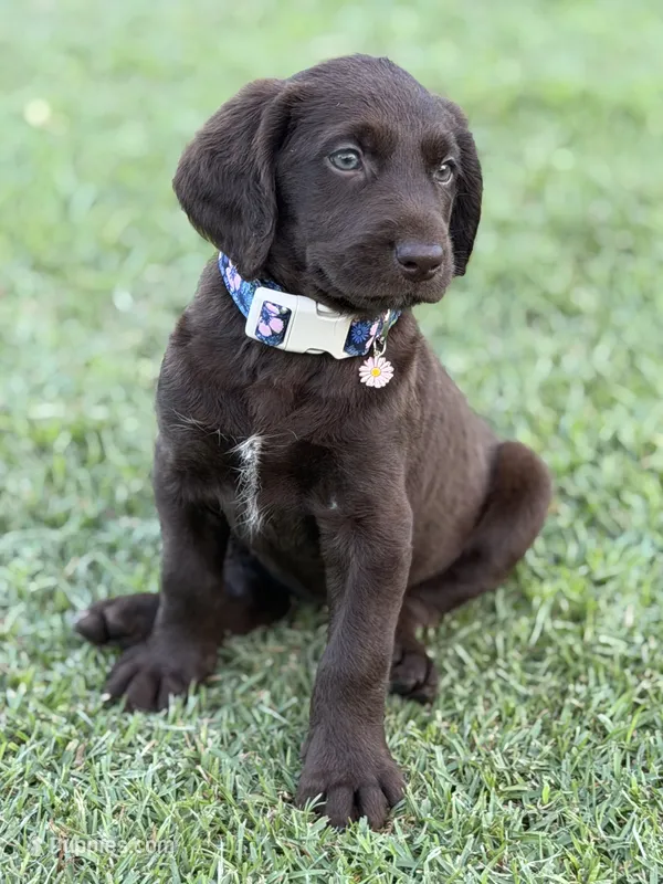 Harper – Labradoodle puppy for sale in Georgetown, SC