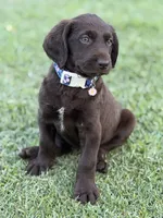 Harper, a female Labradoodle for sale in Georgetown, SC – 1 of 4