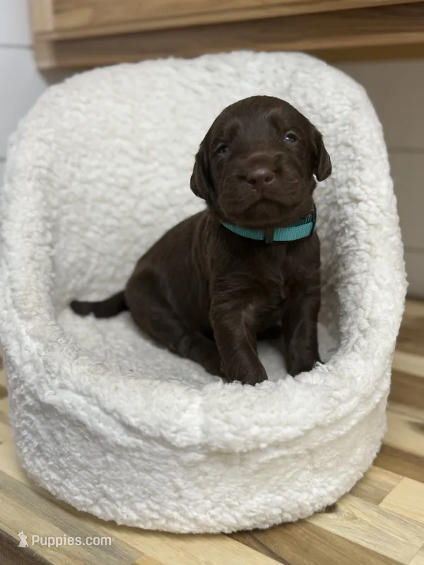 Harvey – Labradoodle puppy for sale in Georgetown, SC
