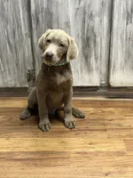 Waylon, a male Labrador Retriever for sale in Georgetown, SC – 2 of 6