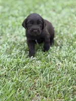 Remi lou, a female Labradoodle for sale in Georgetown, SC – 3 of 6