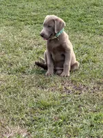 Waylon, a male Labrador Retriever for sale in Georgetown, SC – 5 of 6