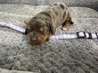 Camilla, a female Miniature Dachshund for sale in Georgetown, SC – 7 of 8
