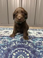 Harvey, a male Labradoodle for sale in Georgetown, SC – 3 of 5