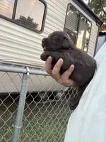 Harper, a female Labradoodle for sale in Georgetown, SC – 6 of 6