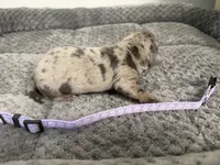 Petunia, a female Miniature Dachshund for sale in Georgetown, SC – 5 of 5