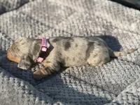 Daisy, a female Miniature Dachshund for sale in Georgetown, SC – 9 of 10