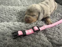 Daisy, a female Miniature Dachshund for sale in Georgetown, SC – 3 of 8