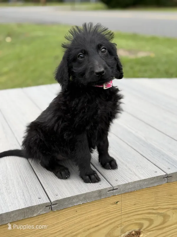 Maisy – Labradoodle puppy for sale in Georgetown, SC