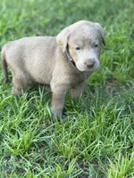 Waylon, a male Labrador Retriever for sale in Georgetown, SC – 9 of 10