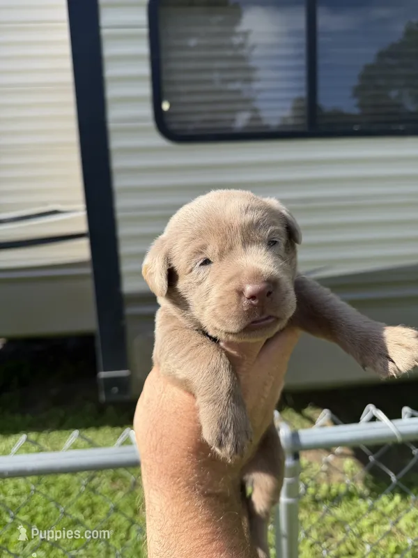 Benny – Labrador Retriever puppy for sale in Georgetown, SC
