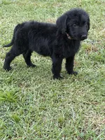 Shadow, a female Labradoodle for sale in Georgetown, SC – 3 of 5