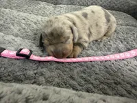 Daisy, a female Miniature Dachshund for sale in Georgetown, SC – 1 of 8