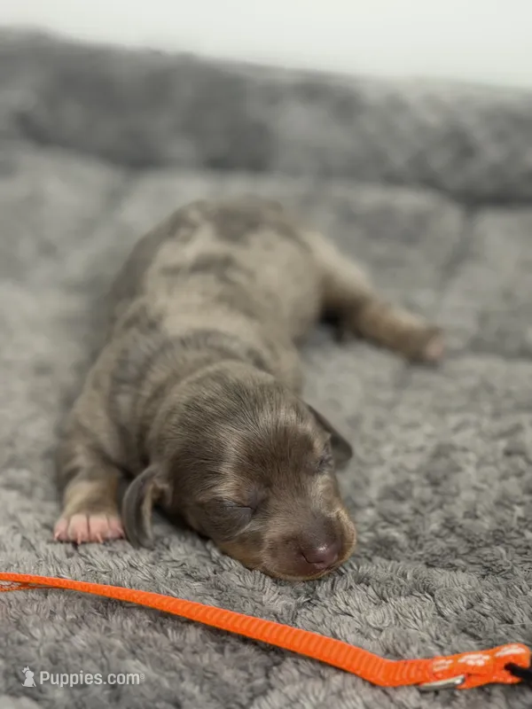 Teagan – Miniature Dachshund puppy for sale in Georgetown, SC