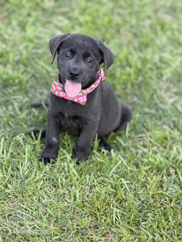 Jack – Labrador Retriever puppy for sale in Georgetown, SC