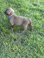 Waylon, a male Labrador Retriever for sale in Georgetown, SC – 10 of 10