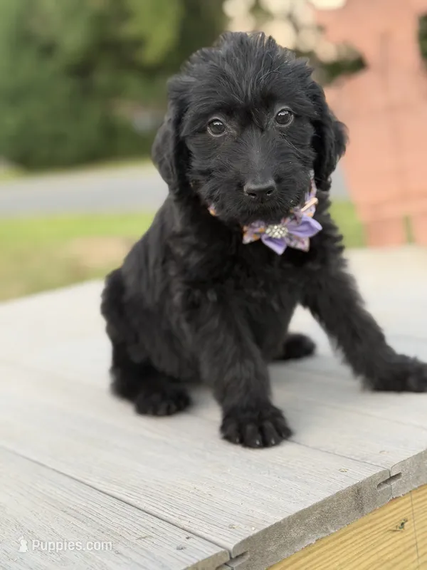 Maddie  – Labradoodle puppy for sale in Georgetown, SC