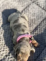 Daisy, a female Miniature Dachshund for sale in Georgetown, SC – 3 of 10