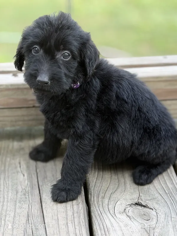 Maddie  – Labradoodle puppy for sale in Georgetown, SC