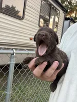 Harper, a female Labradoodle for sale in Georgetown, SC – 2 of 6
