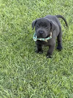 Jack, a male Labrador Retriever for sale in Georgetown, SC – 5 of 5